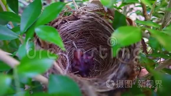 两只新生的小鸟在树上视频