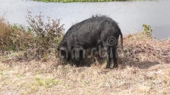 野生黑猪在湿地觅食视频