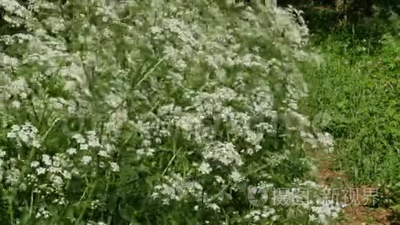 风摇曳盛开的铁杉植物视频