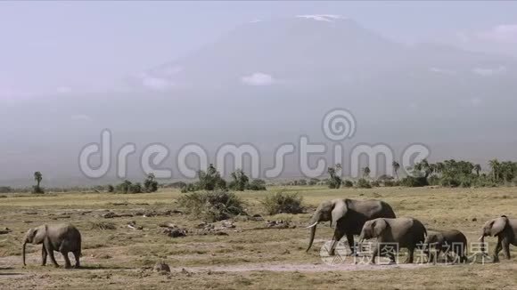 靠近肯尼亚安博塞利的大象和乞力马扎罗山