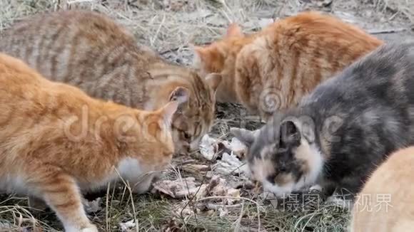 成群的流浪红猫吃剩饭视频