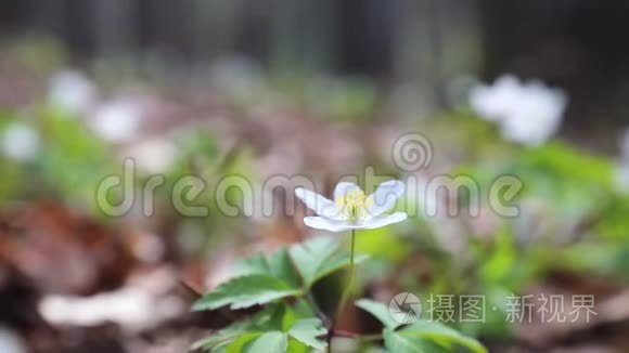 绿色草坪上的小白春林花