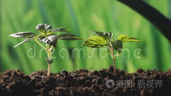 给花园里的植物浇水.