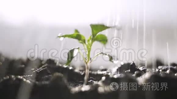 给花园里的植物浇水.