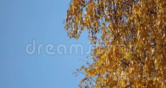 黄桦树的叶子在风中摇摆视频