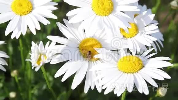 蜜蜂在雏菊花上，蜜蜂在雏菊花中采集花蜜