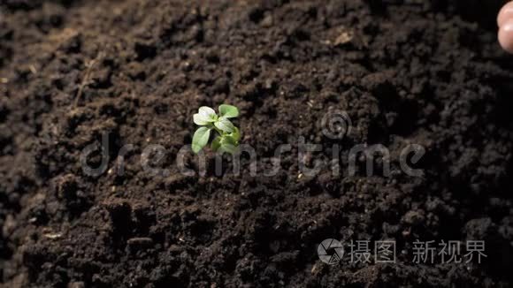 给花园里的植物浇水.