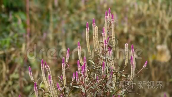 它周围独特的紫色花朵和昆虫视频