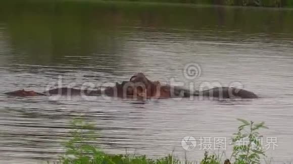 河马在争夺统治权视频