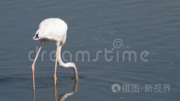 粉红火烈鸟在水里觅食视频