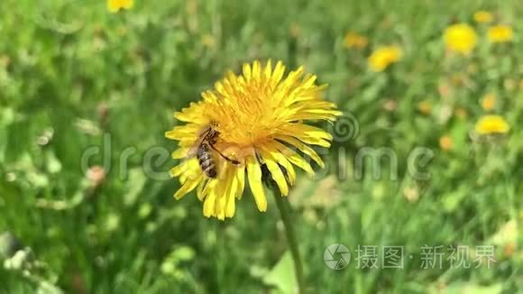慢动作蜂蜜蜂收集花粉.