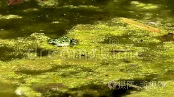 水中常见的欧洲青蛙视频
