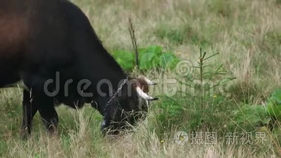 牛在田里吃草。