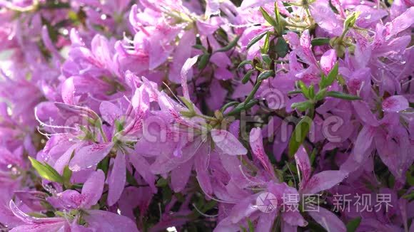 紫鹃或五或冢次雨后朝阳视频