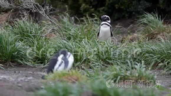 企鹅在干燥的极地地区筑巢视频