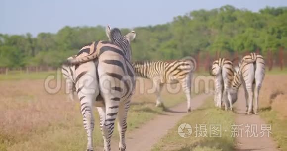 国家公园大自然中吃草的美丽斑马群的特写镜头