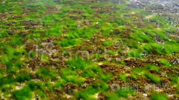 珊瑚海藻视频素材模板大全 新视界珊瑚海藻实拍视频素材库