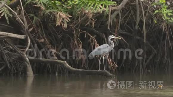 哥伦比亚沼泽平原河岸的蓝鹭视频