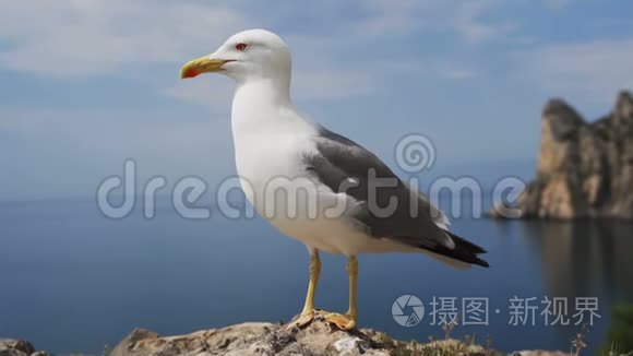 海鸥的肖像对着海岸。