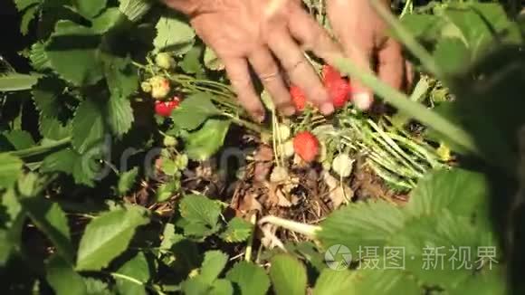 雄性的手在灌木丛上展示红色的草莓。 农民收获成熟的浆果。 园丁`手里拿着草莓