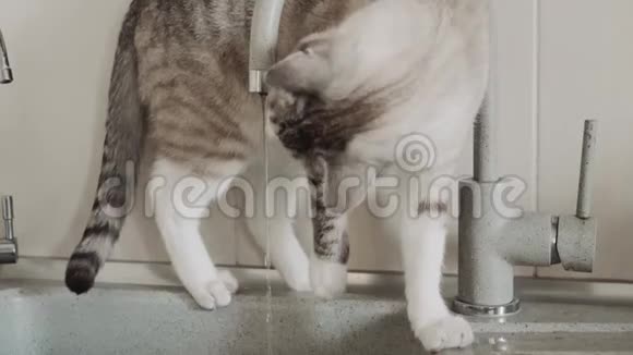 猫在厨房的水槽里洗澡 Mp4格式视频下载 正版视频编号02vy3w 摄图新视界视频库 猫在厨房的水槽里洗澡 Mp4格式视频下载 正版视频编号02vy3w 摄图新视界视频库