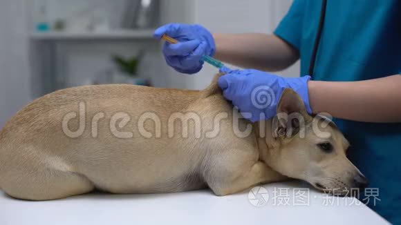 专业兽医注射狗疫苗，每年宠物手术，医疗保健