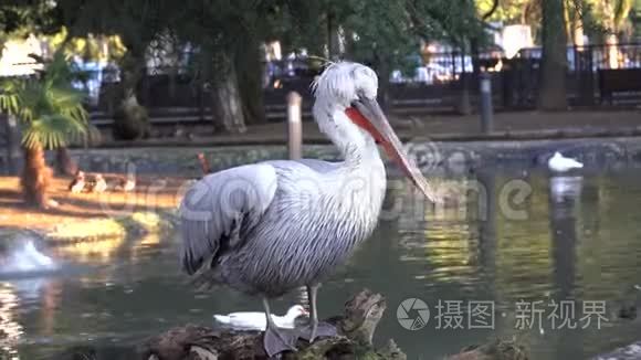 白鹈鹕在池塘的背景下拍动翅膀视频