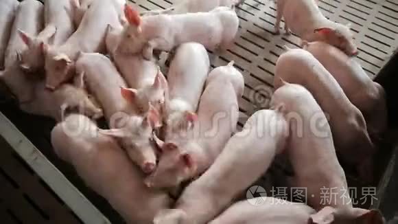 现代工业养猪场上的猪视频