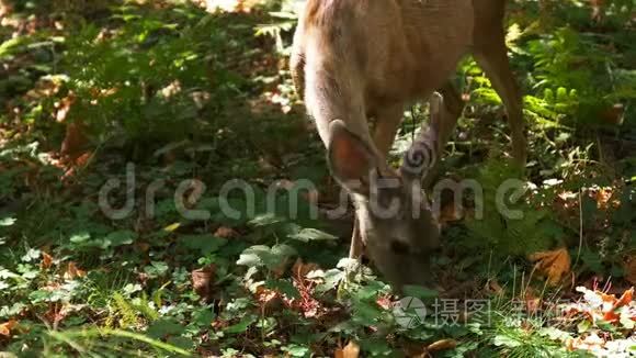 母鹿和小鹿在红木树间觅食视频