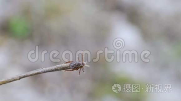 雌性革螨marginatus坐在一片绿色的草叶上，期待着他们的牺牲。