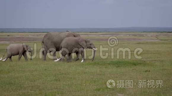 大草原上，非洲野象一家在平原上互相走动