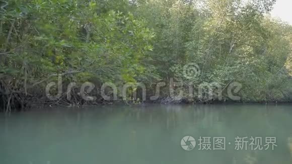 河口红树林保护海洋自然环境