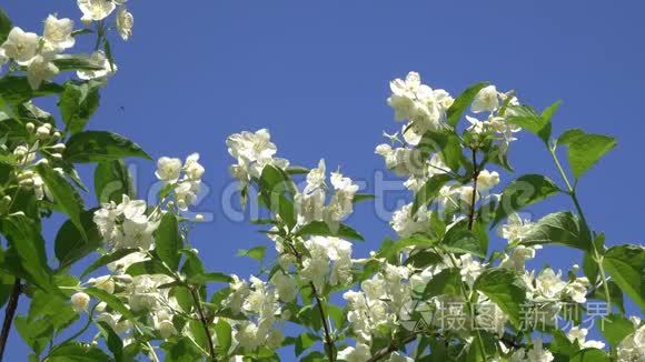 泡泡在盛开的茉莉花丛和蓝天上飞舞