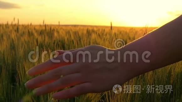 一个年轻女子的手，在夕阳的映衬下，慢慢地摸着麦穗..