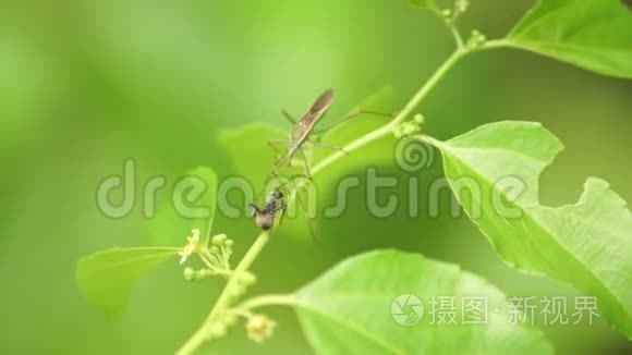 树枝上的蚂蚁和昆虫视频