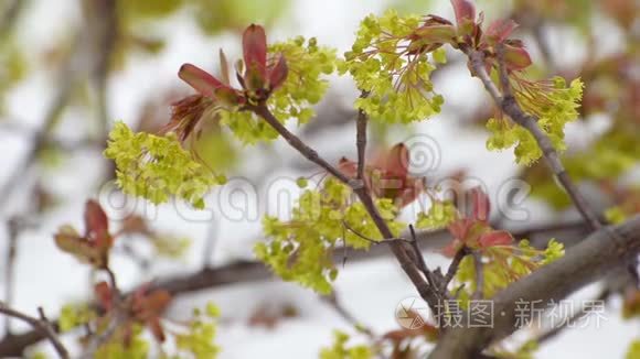 在雨中，枫树的花和叶子在树枝上被听到。 春天。 特写