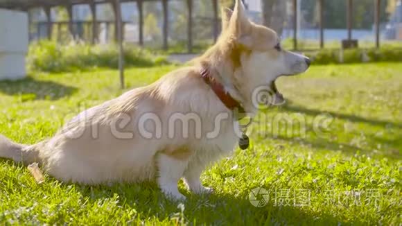 可爱的科吉狗坐在草地上视频