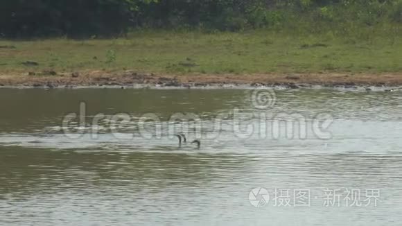 黑鸟成群结队地飞到蓝湖水附近视频