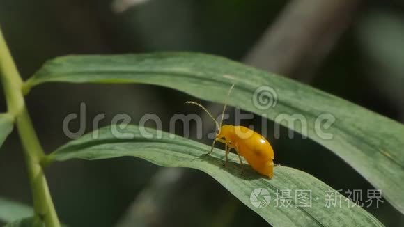 绿叶上的红瓜甲虫。