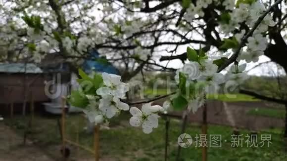 靠近树枝上的白色苹果花蕾视频