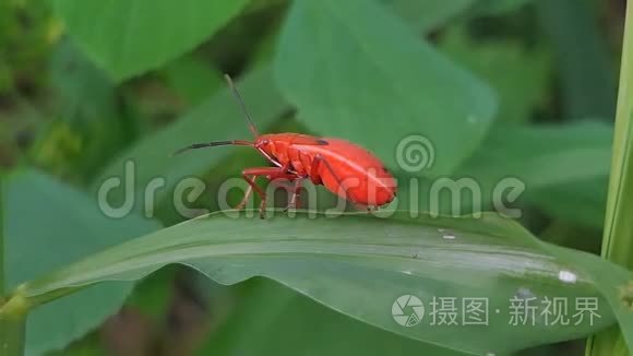 绿叶上的红瓜甲虫。