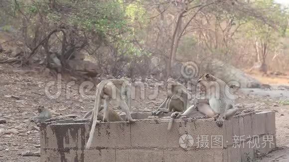 猴子一起玩耍或在老池塘饮水，纳洪萨万省，