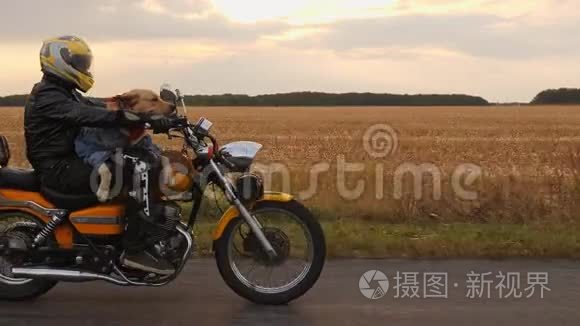 骑摩托车的狗的摩托车司机视频