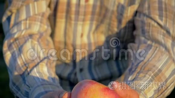 老年农夫农学家手里拿着熟苹果，向镜头展示