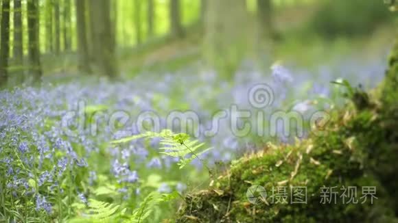 特写苔藓和蓝花.