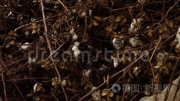 棉花挂在植物的枝条上视频