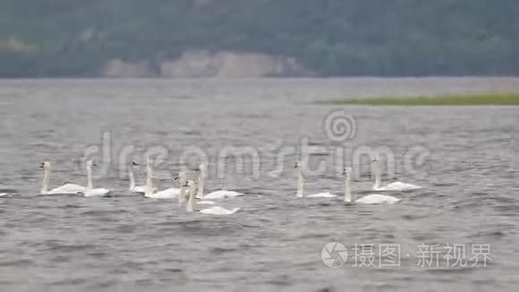 一群白色天鹅在河上游泳