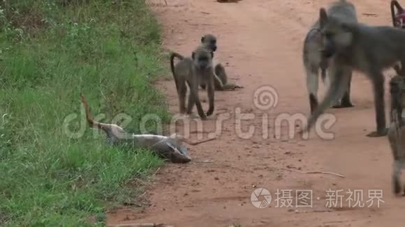 肯尼亚狒狒部队视频