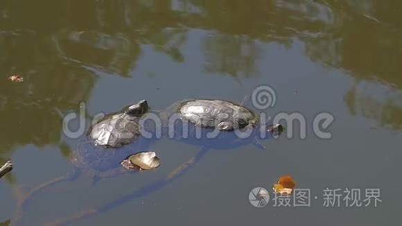 湖里的海龟视频