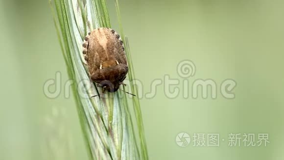 黑麦叶片上的小麦虫视频